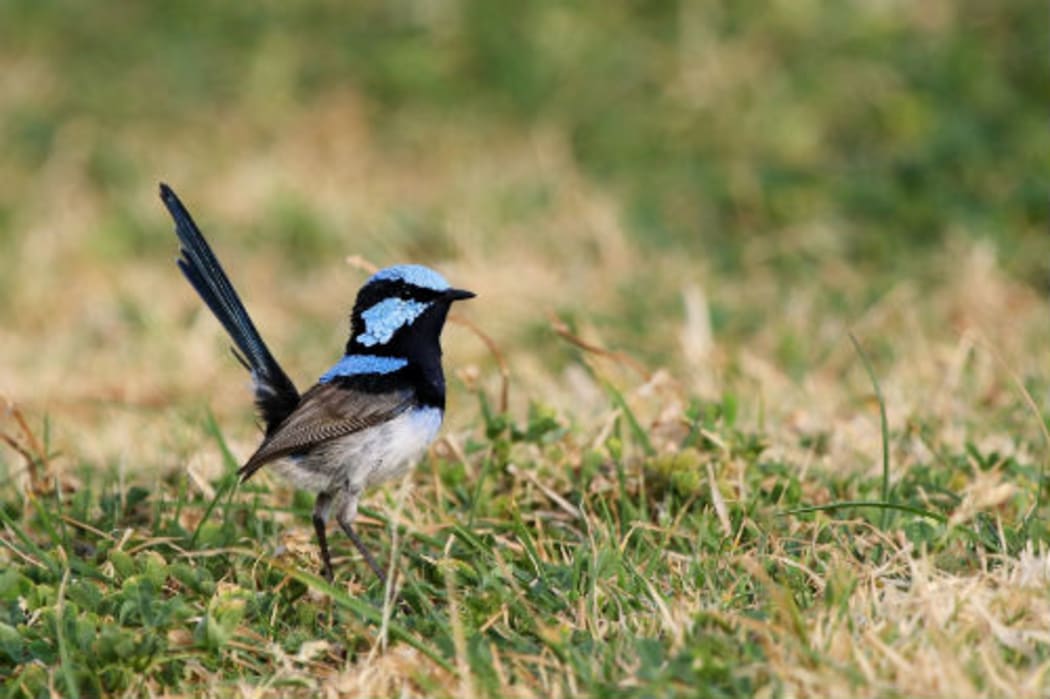 Fairy wren on alert