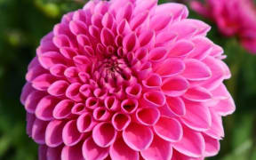 Dahlia flower