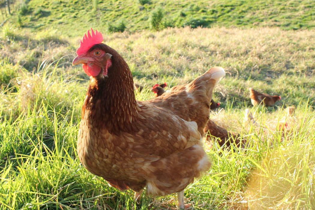 Chicken
