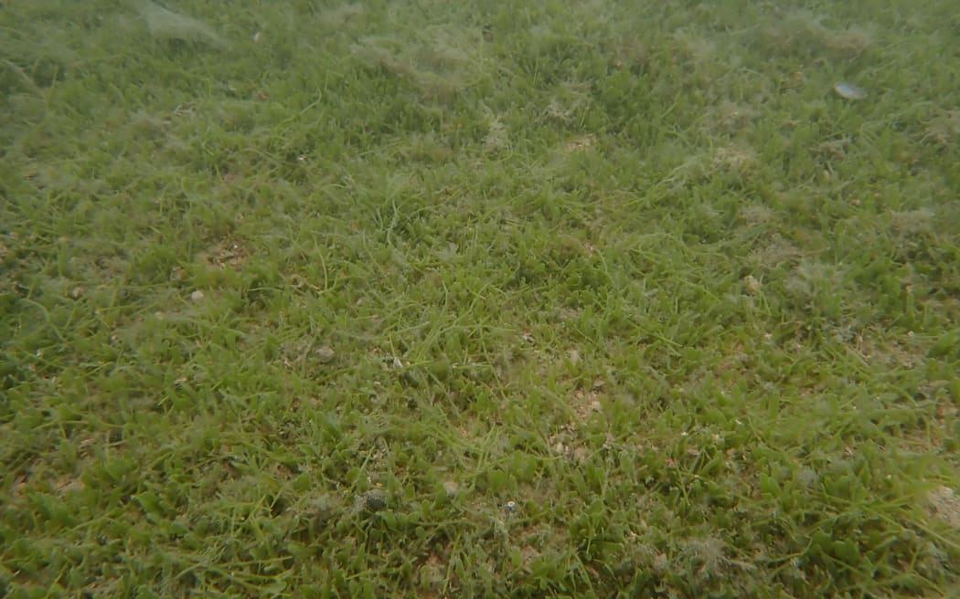 Newly-discovered dense caulerpa meadow on sandy shoal at Motukiekie Island, Bay of Islands.