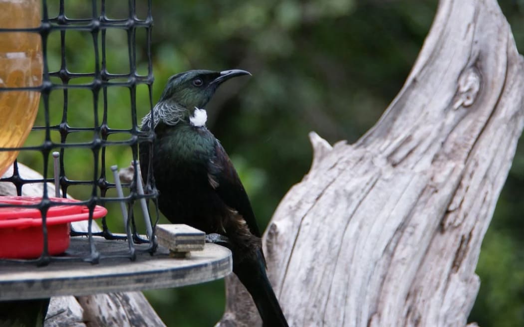 A tūī feeding