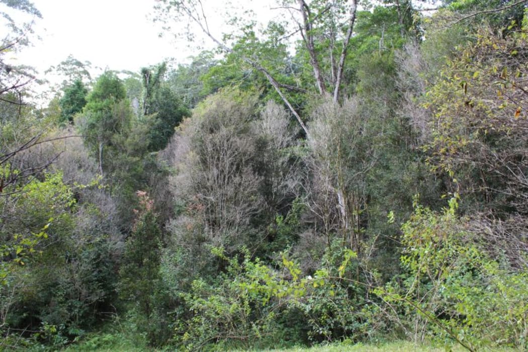 Multiple regenerating rainforest Myrtaceae species along a creek line affected by myrtle rust, in south east Queensland.