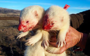 Billy Barton's rabbit hunting ferrets