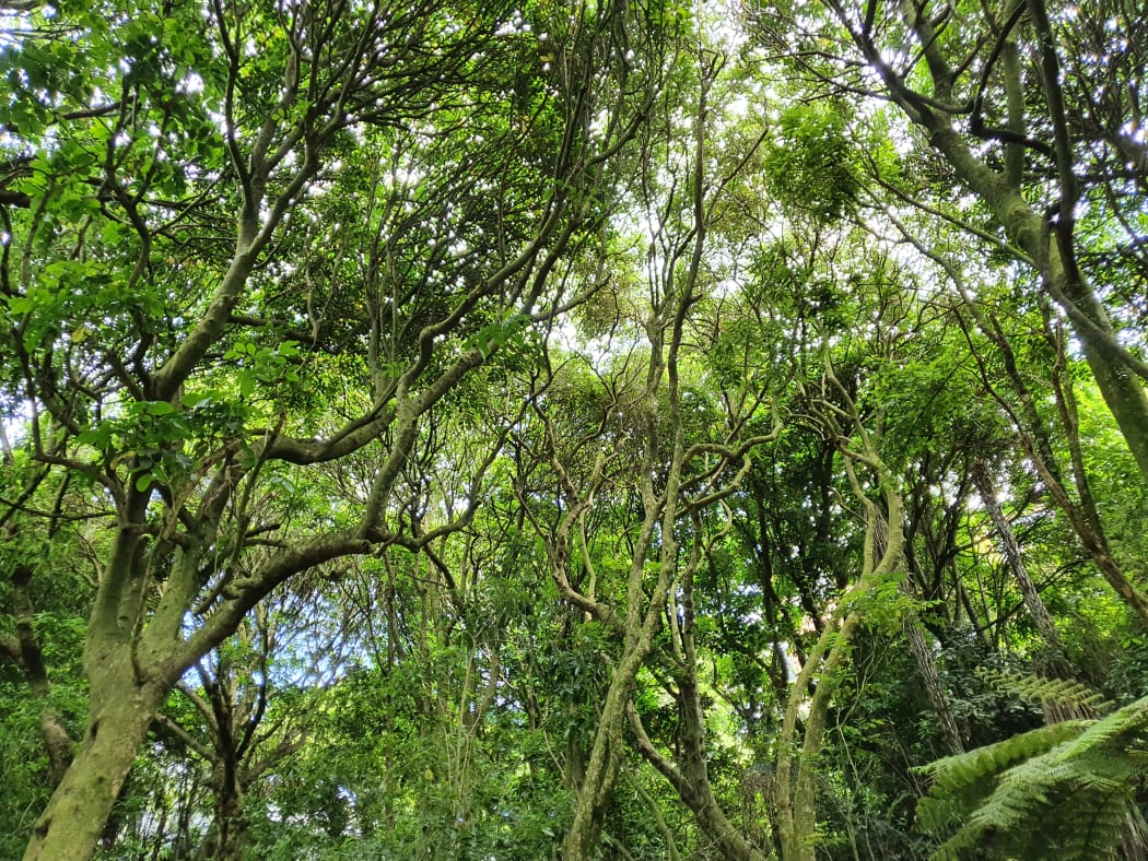 Kohimarama Forest.