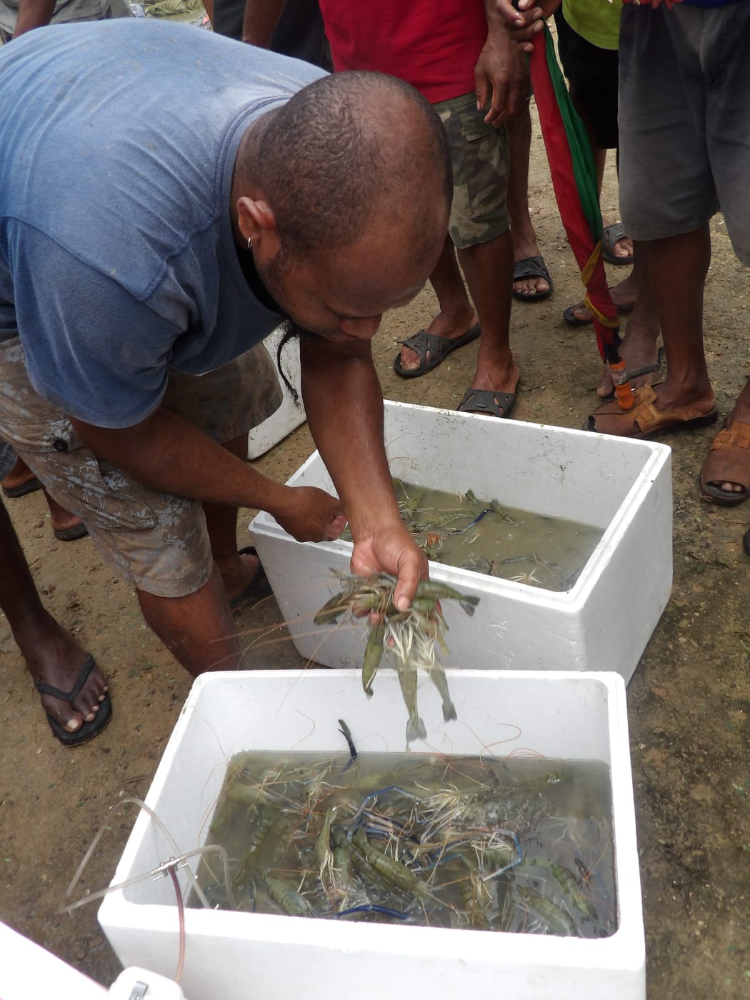 Sample of first harvest on Maewo