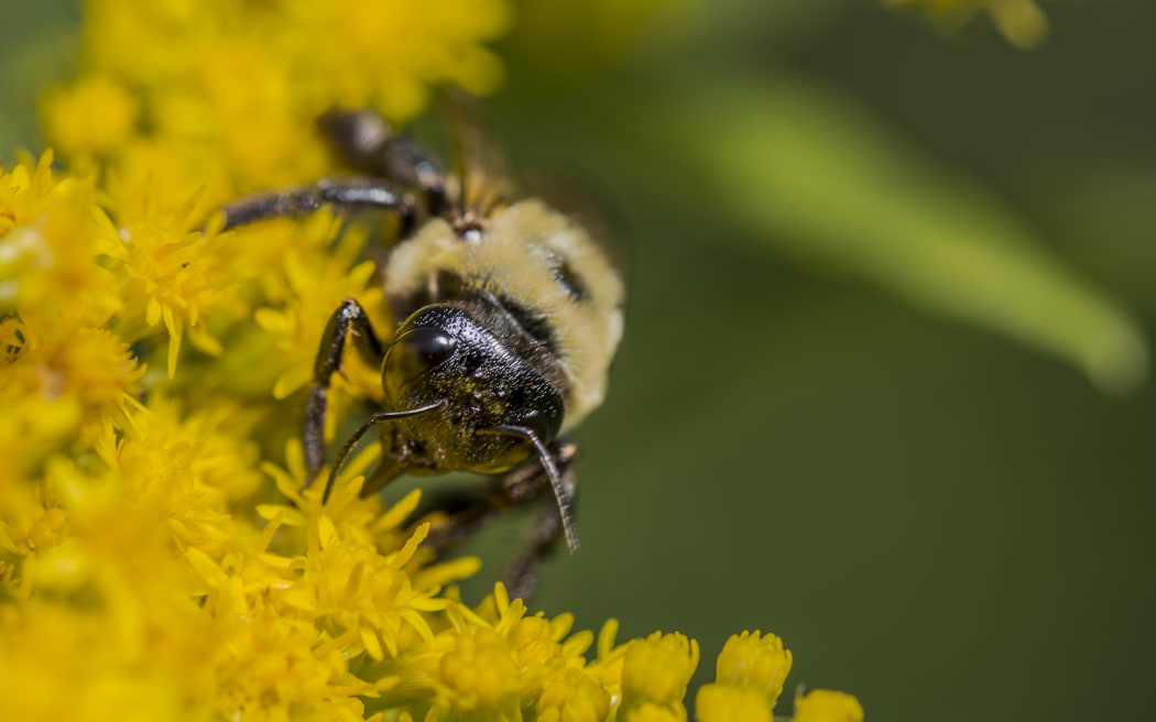 A honeybee on a yellow flower (close-up)