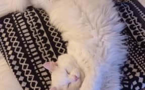 Cat stretching