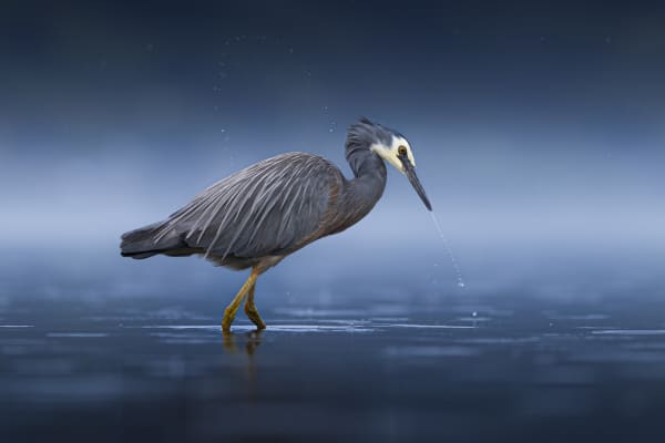 Sam McGee's photograph Water Wings, of a white-faced heron.