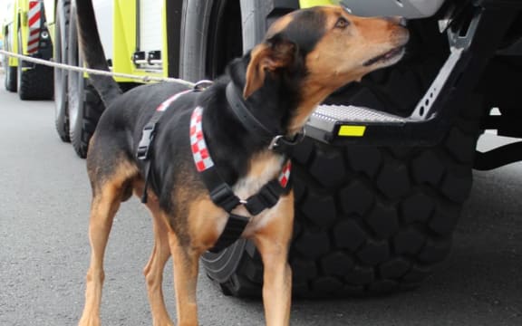Aviation security dog Roc.