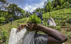 In this picture taken on July 31, 2021, a tea picker works on a plantation in the southern district of Ratnapura, Sri Lanka.