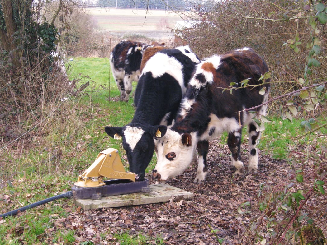 Cattle using a water trough