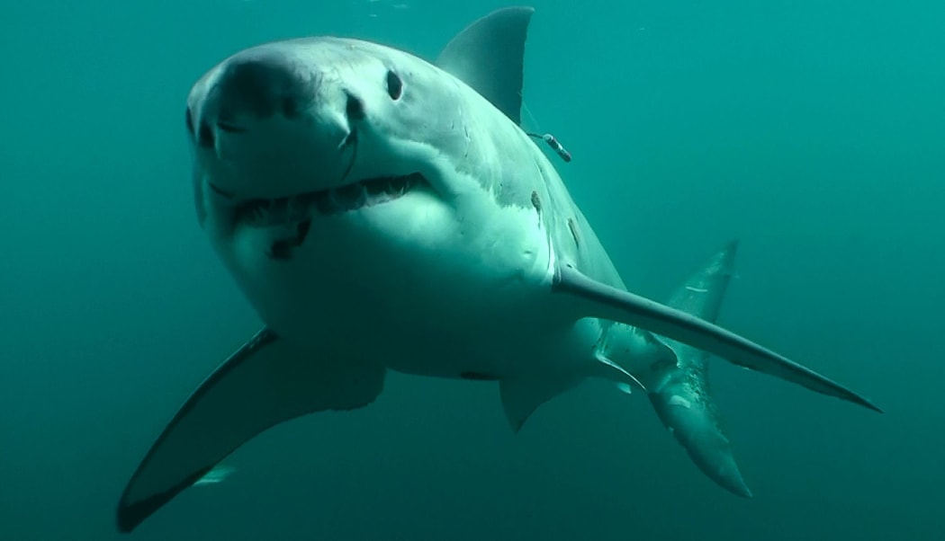 Great White Shark off Stewart Island.