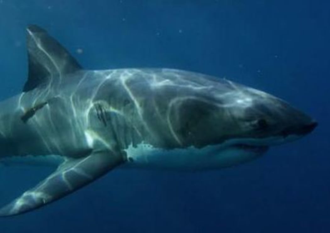 Great white sharks 'personality' revealed | RNZ