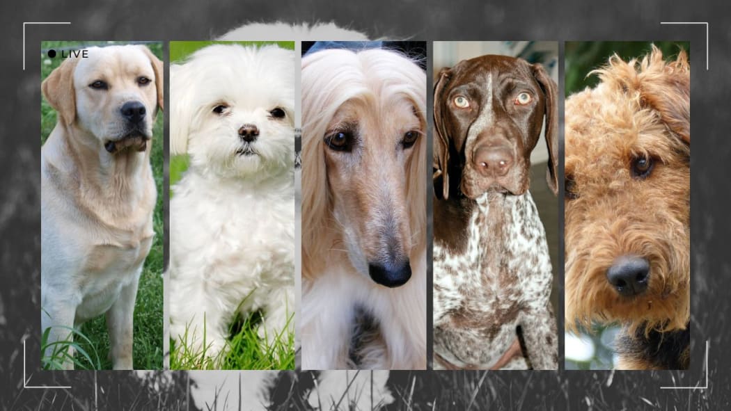 Composite image showing dog hair types