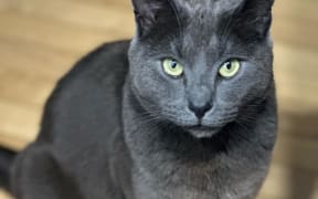 Mauling victim: Stormy, who was mauled to death on Monday is the latest in a string of recent dog attacks on cats.