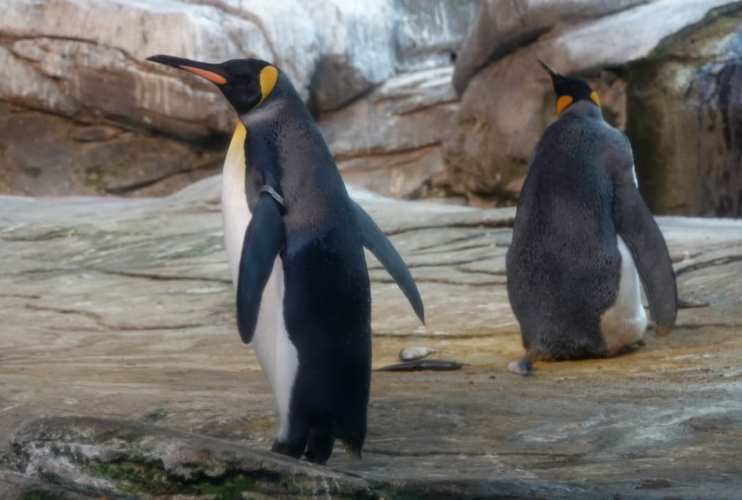 Skipper and Ping in their zoo enclosure.