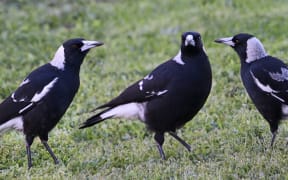 Researchers have been monitoring a population of suburban magpies in Western Australia since 2014.