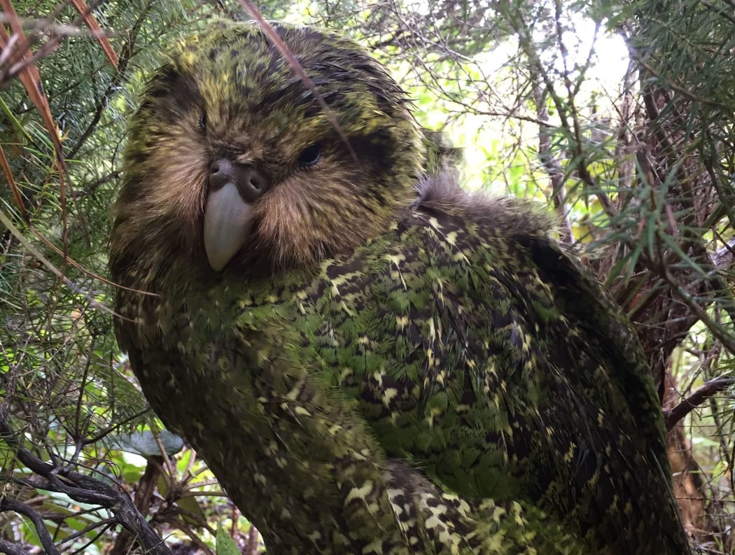 Tutū is one of 73 chicks that successfully fledged during the 2019 kākāpō breeding season. Her name means to stand out or be prominent.
