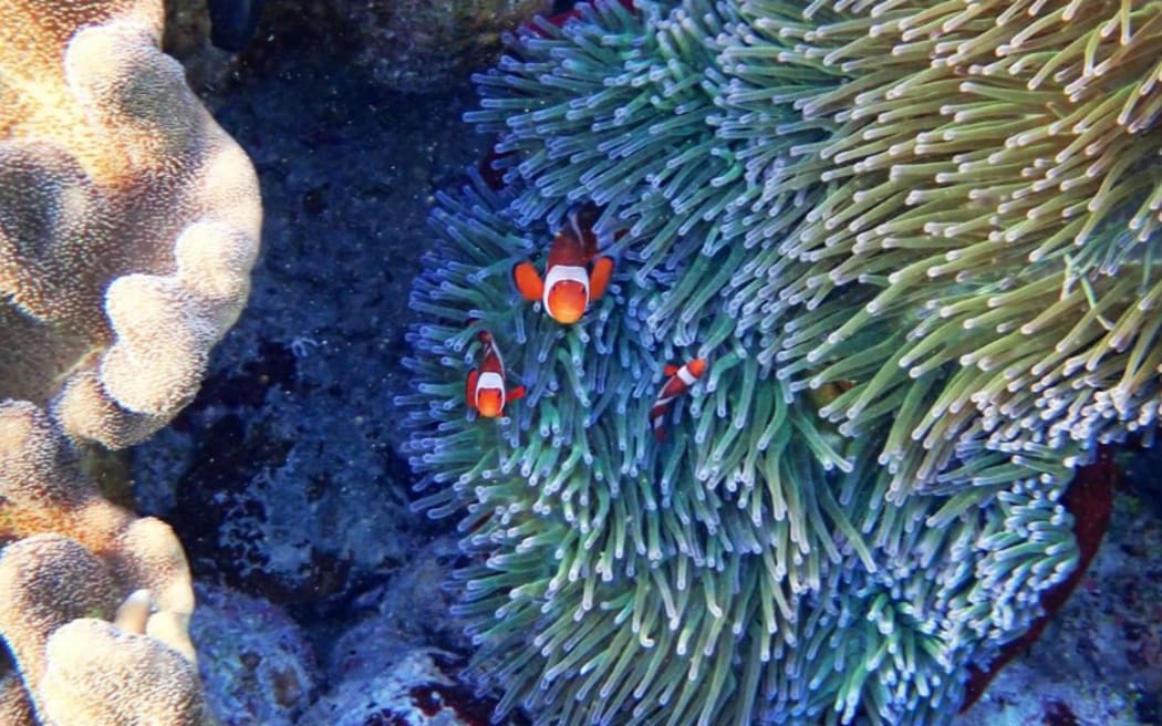 Exploring Beloi’s inner reef around Atauro Island, Timor-Leste.