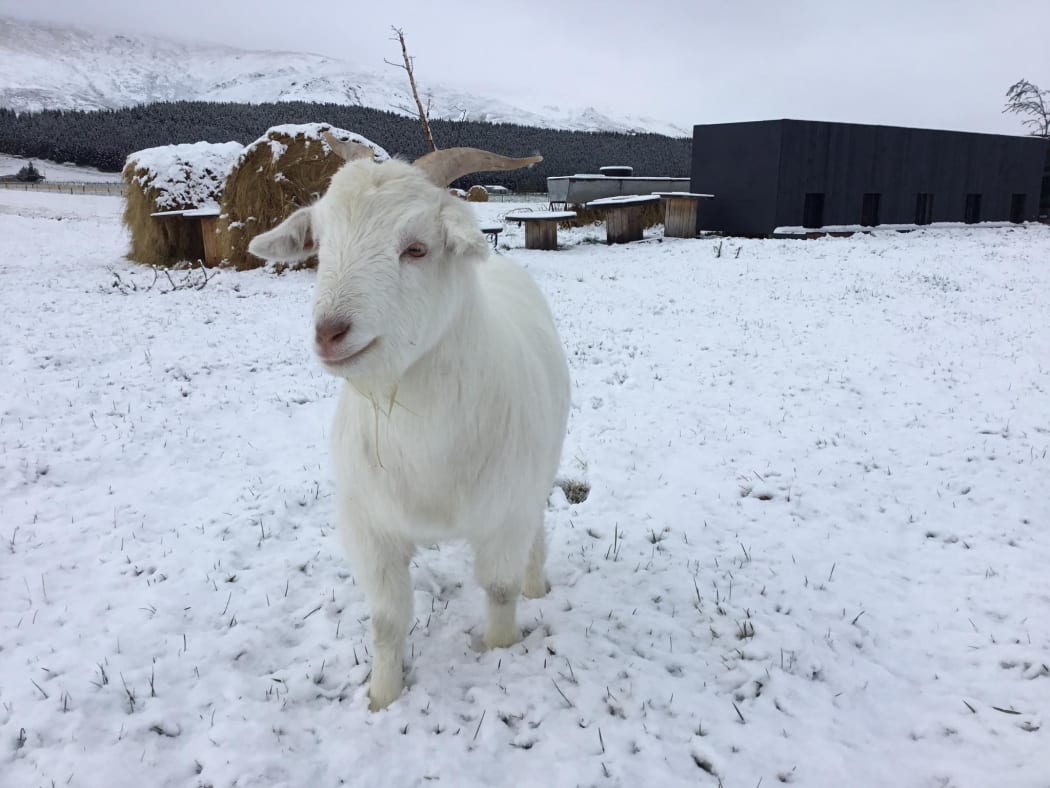 Residents - and goats - in Fairlight, Southland, woke to their land blanketed in snow this morning. 1 September 2020