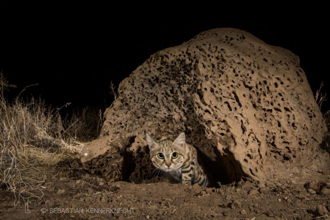 The black-footed cat is small and a formidable hunter.
