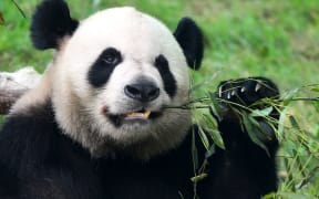 One of the two giant pandas China's central government sent as gifts to Macau eats bamboo at Seac Pai Van Park in Macau, China, 31 May 2015