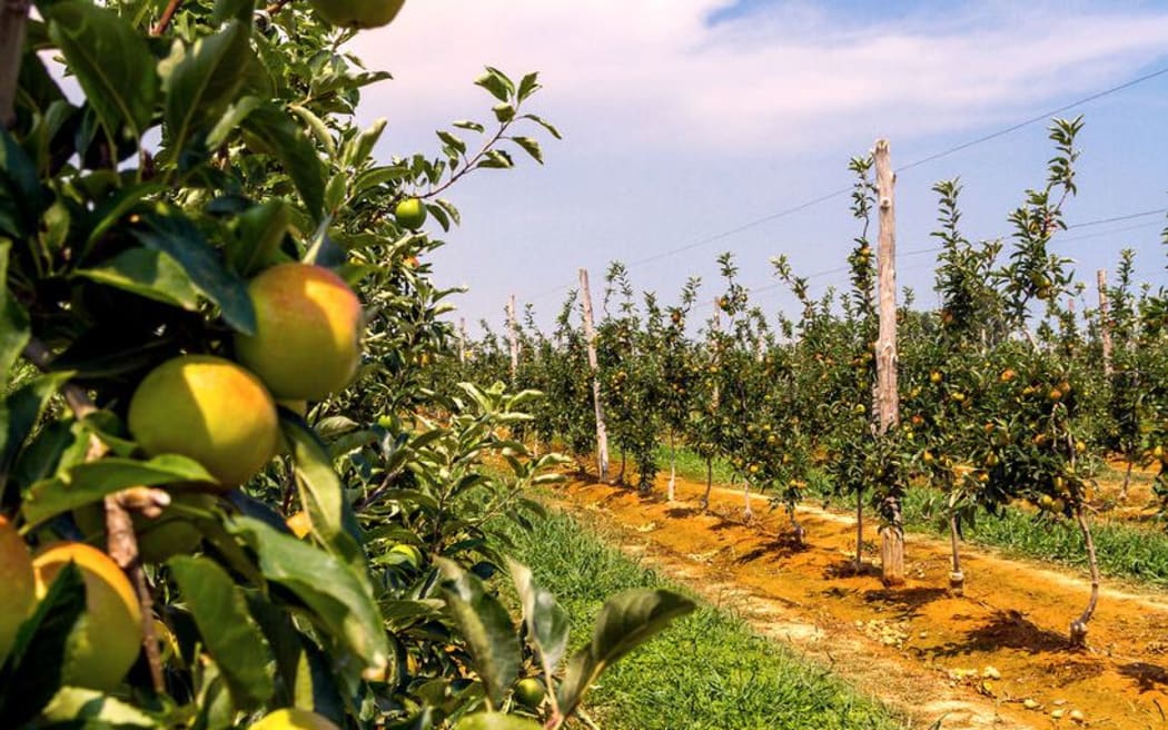 Apple trees in orchard.