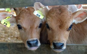 Cows