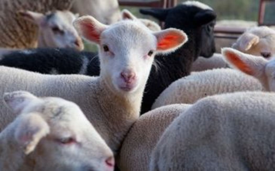 Sheep