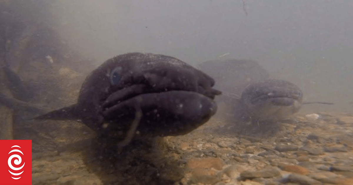 Unvcovering the mysteries behind eel migration and spawning