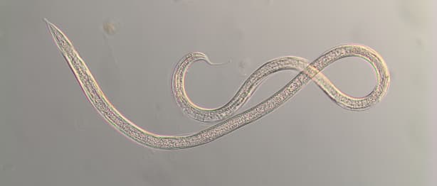 Nematodes from the deep | RNZ