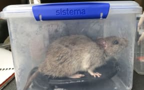 Larry the Roseneath ship rat, about to be fitted with a radio tracking collar.