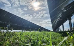 Sheep are used as a tool for managing the vegetation growing between the solar panels at Lodestone’s Kohirā Solar Farm