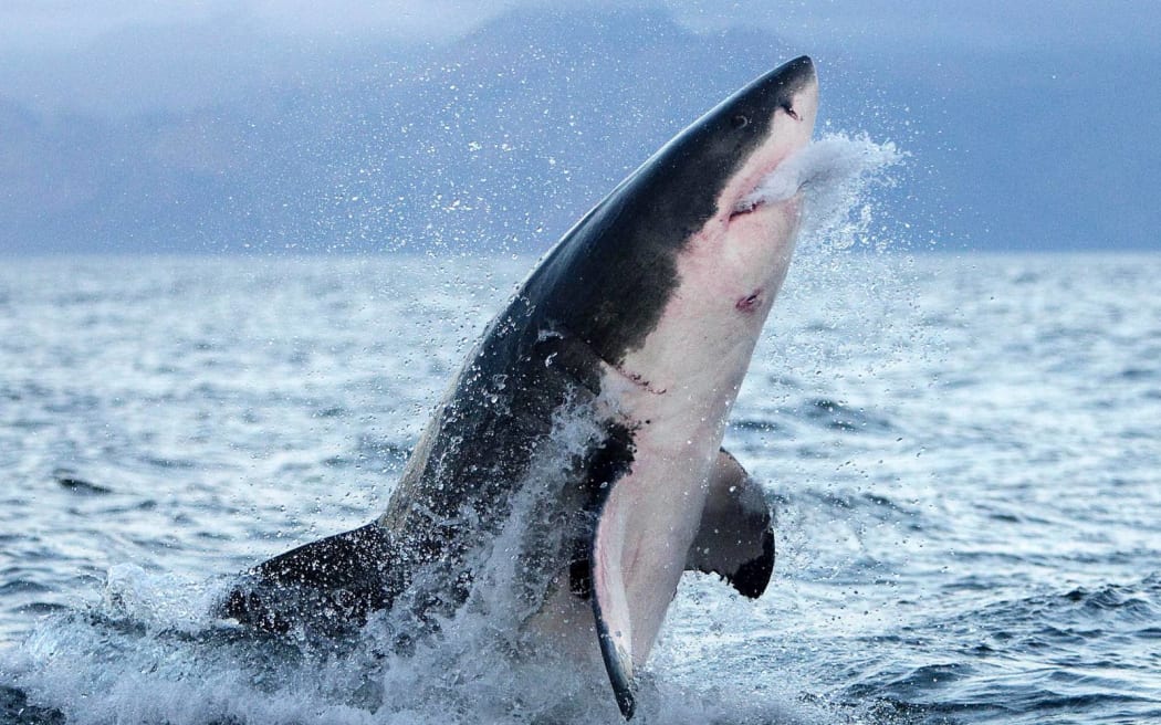 The fright of a lifetime: Accidentally encountering a great white