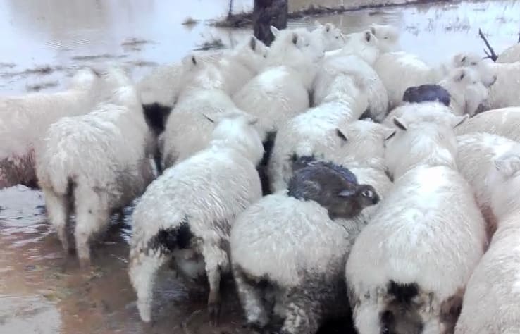 Three rabbits found sitting on sheep during recent flooding on the Taieri plains.