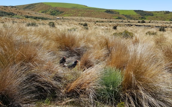 The Burwood Bush Takahē Centre is known to DOC staff as the 'takahē farm': about 20 breeding pairs of birds live in large predator-proof pens filled with red tussock.