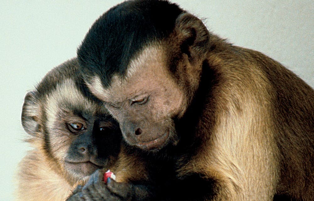 Capuchin Monkeys sharing