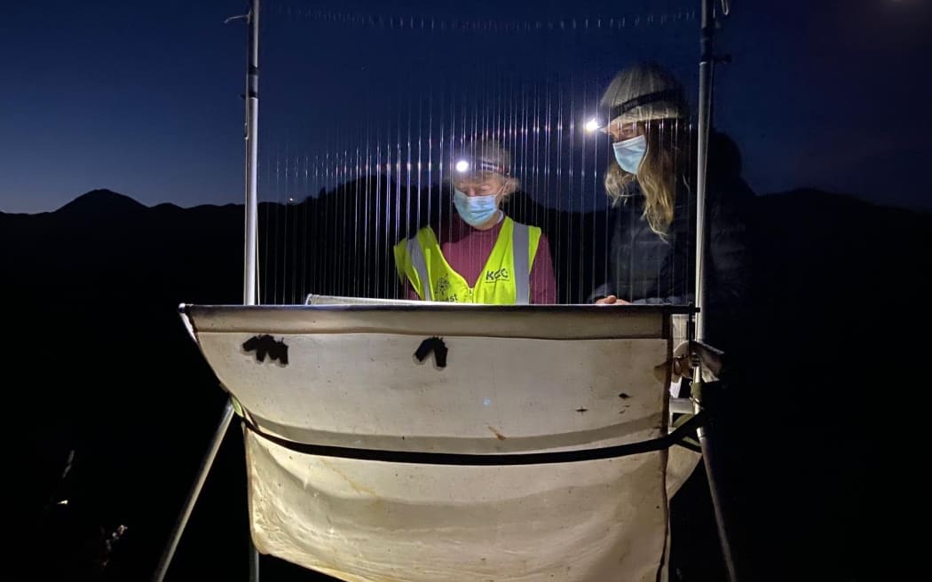 Nick Eade, left, and Abigail Hill preparing to remove long tailed bats from a harp trap just lowered from high in a matai tree. Te Hoiere/Pelorus.