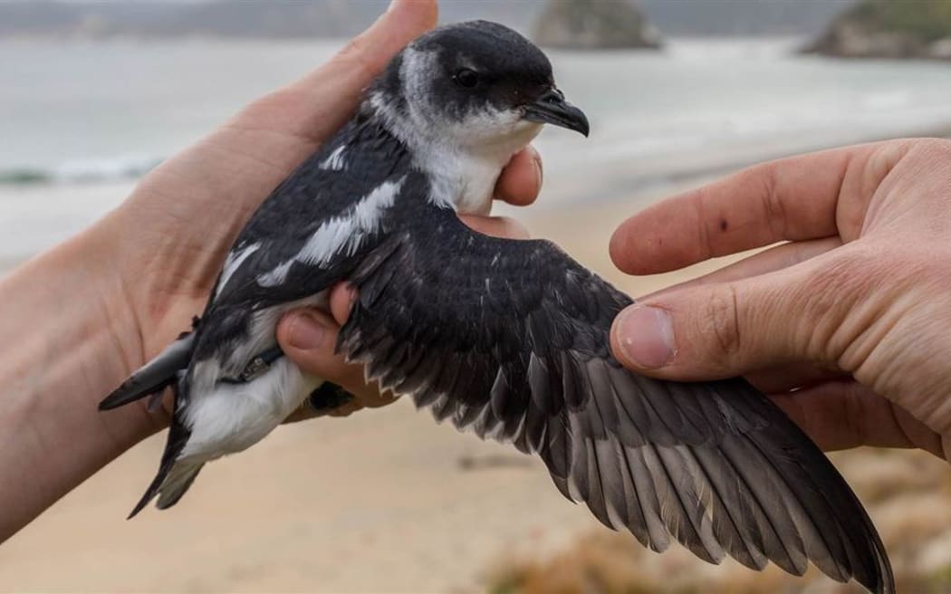Codfish Island / Whenua Hou diving petrel