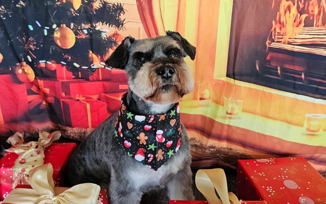 Marlo, the miniature schnauzer, would have turned six at Christmas.