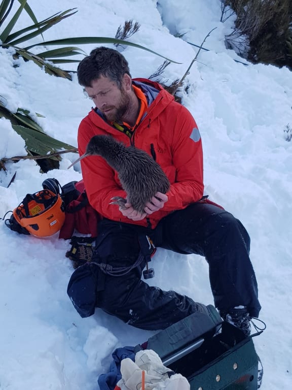 Rowi kiwi Aroha with Biodiversity Ranger Iain Graham after her rescue last month.