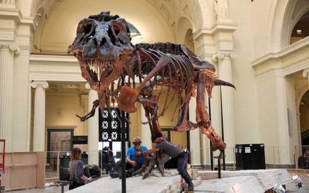 Sue fossil Caption: Sue, the T. rex that inaugurated the era of high-value fossil auctions, is 40 feet long and 13 feet tall. Mandatory Credit: Teresa Crawford/AP via CNN Newsource