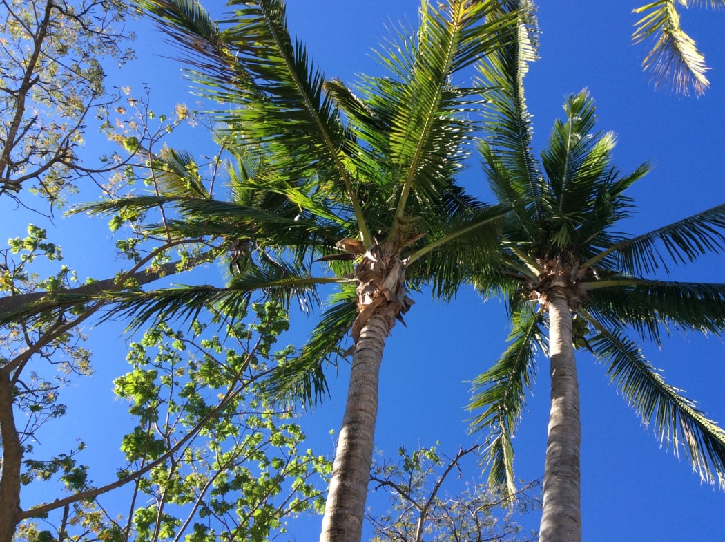 Fiji palms