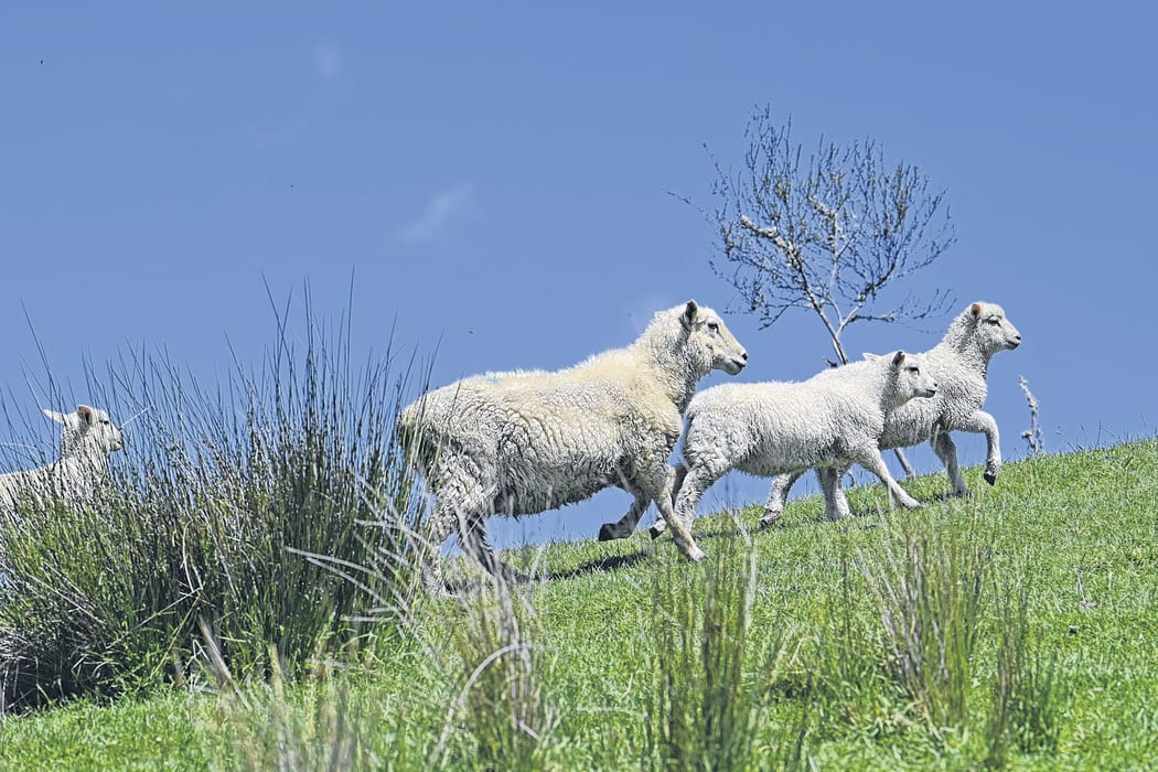 Ewe and lambs at Tauwhareparae Farms.