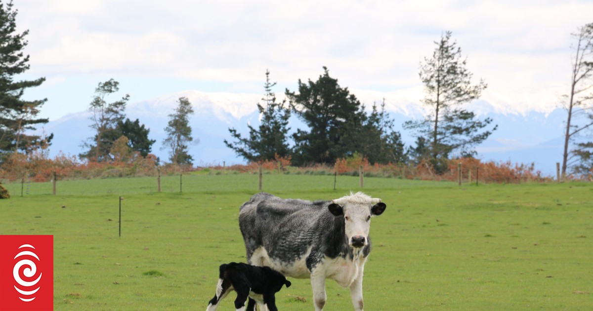 Midday Rural News for 24 April 2023 | RNZ