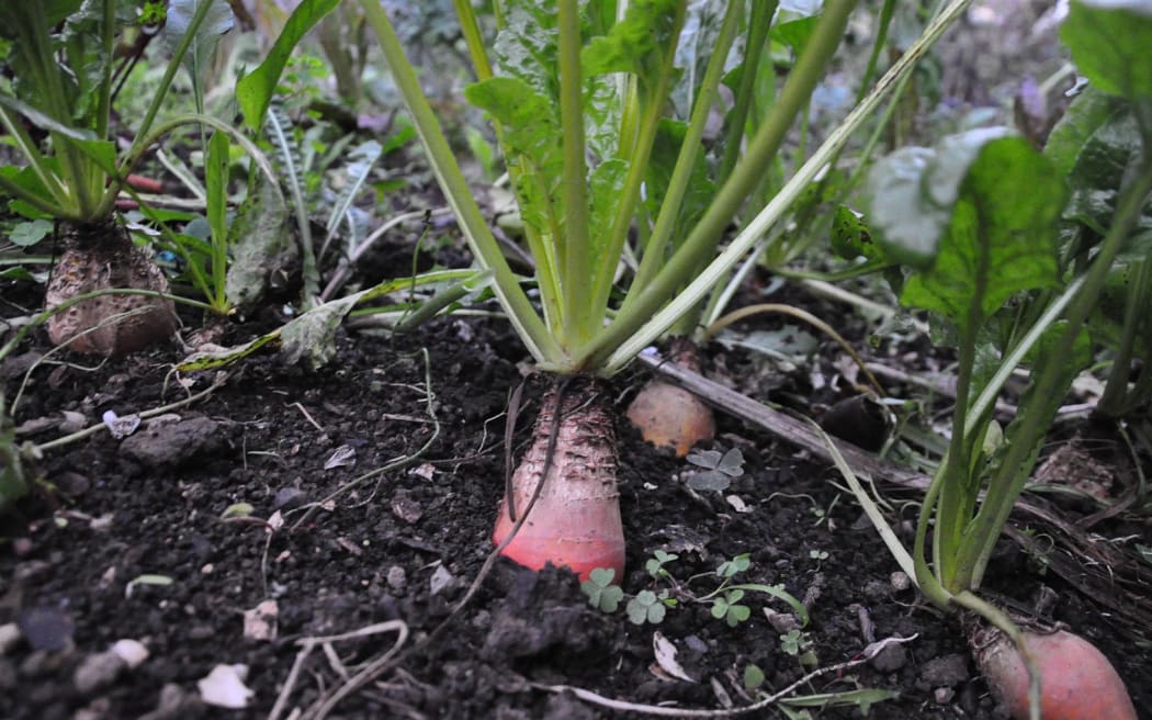 Orange Betroot from Tim Martin's garden