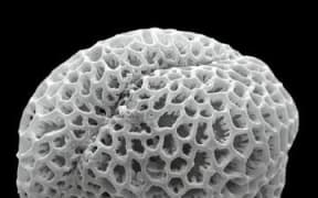 Pollen grain. Each plant species has a distinct and recognisable type of pollen grain - this one is very honeycombed.
