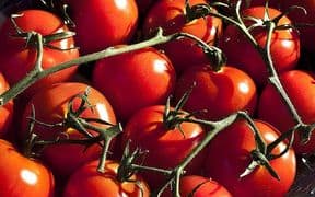 tomatoes