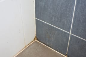 Mildew and black mold on the walls of a house (file)