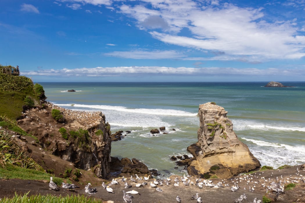 Gannet colony at Muriwai beach, North Island, New Zealand